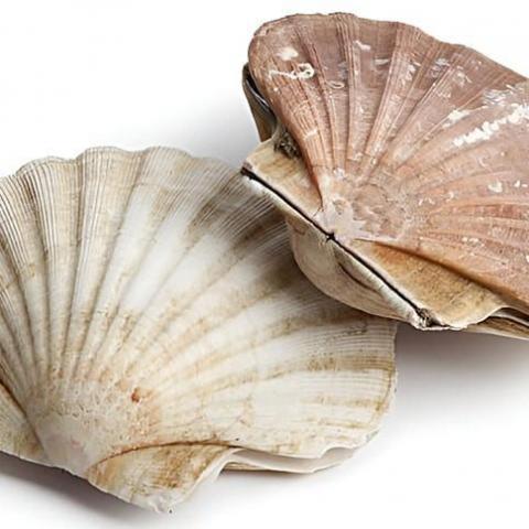 troc de  je recherche en don des coquilles de saint jacques, sur mytroc
