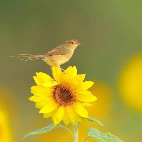 troc de  régularisation trocs ALEXA, sur mytroc