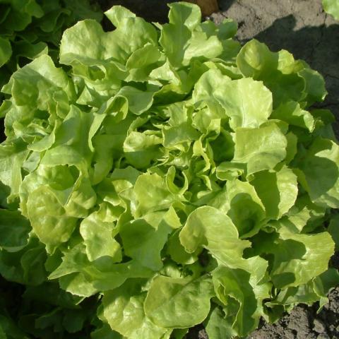troc de  Graines de salade feuilles de chêne, sur mytroc