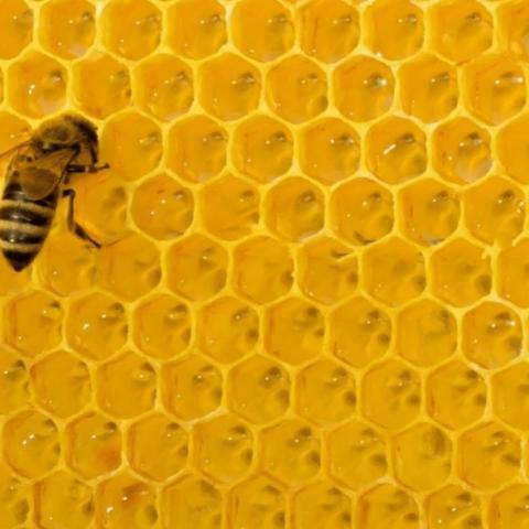 troc de  Plaques cire d'abeille, sur mytroc