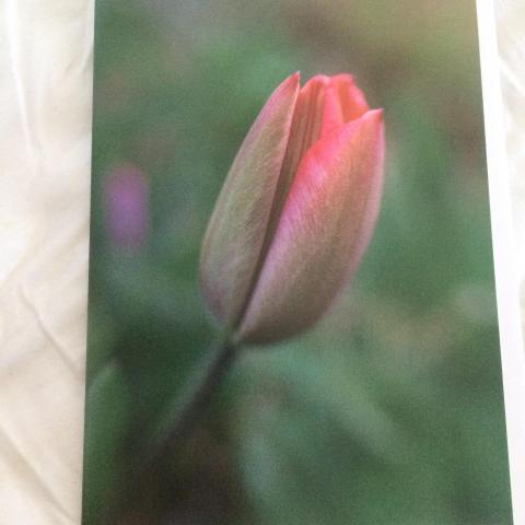 troc de  Carte tulipe en bouton & son enveloppe blanche, sur mytroc