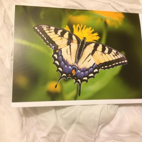 troc de  Grande carte papillon butinant & son enveloppe blanche, sur mytroc