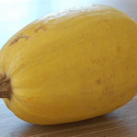 troc de  10 graines de courge spaghetti, sur mytroc