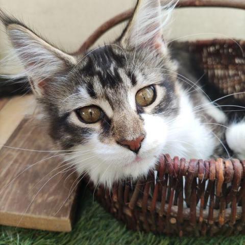 troc de  trocs pour BULLE, sur mytroc