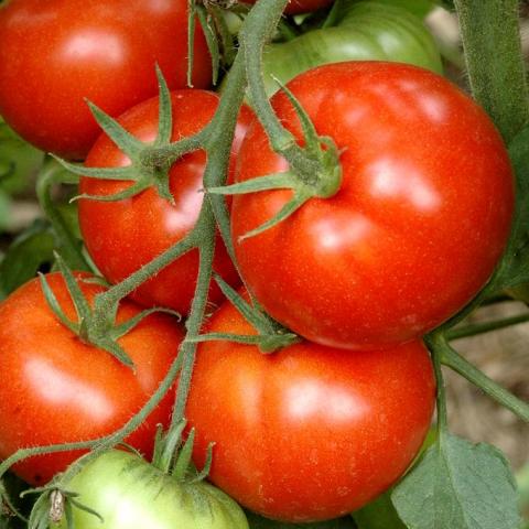 troc de  96 - TOMATE GROSSE A GRAPPE GRAINES, sur mytroc