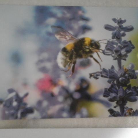 troc de  Carte abeille butinant fleurs & son enveloppe blanche, sur mytroc