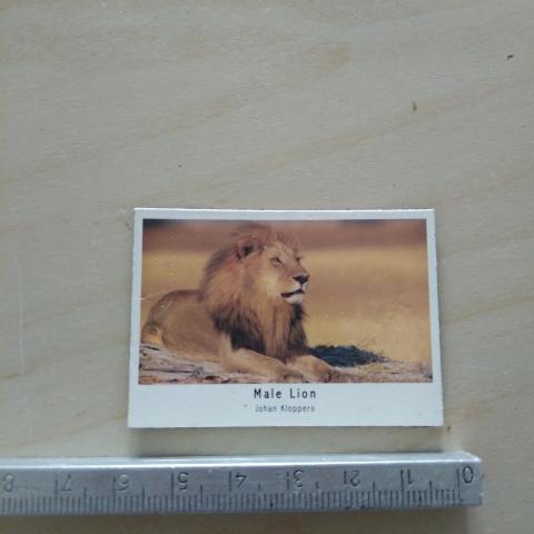 troc de  1 magnet lion, sur mytroc