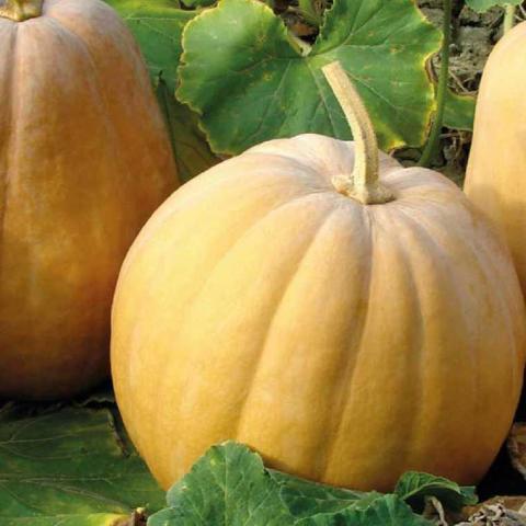 troc de  10 graines de courge musqué envoi compris, sur mytroc