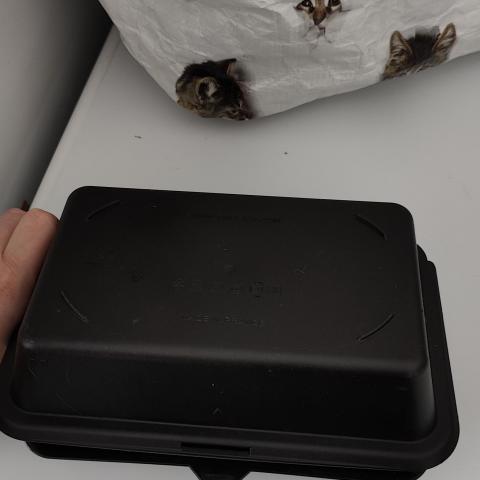 troc de  Tupperware kebab / panini, sur mytroc