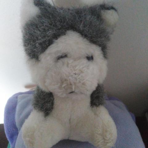 troc de  Peluche husky, sur mytroc