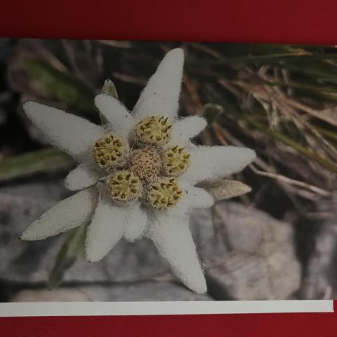 troc de  Carte " Edelweiss des Alpes " & son enveloppe blanche, sur mytroc