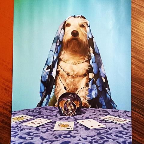 troc de  Affiche "Chien médium"., sur mytroc