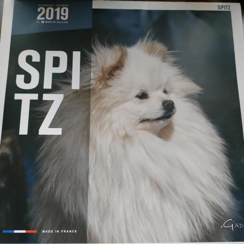 troc de  12 exemplaires Calendrier chien 2019, sur mytroc