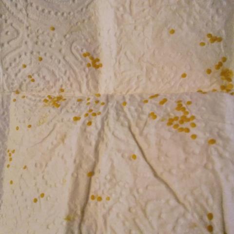 troc de  lot graine de physalis, très bon état, sur mytroc