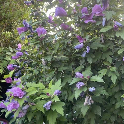 troc de  Hibiscus mauve, sur mytroc