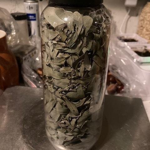 troc de  50 grammes de feuilles séchées d'eucalyptus, sur mytroc