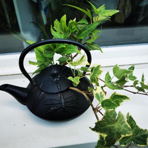 troc de  Plantes, sur mytroc