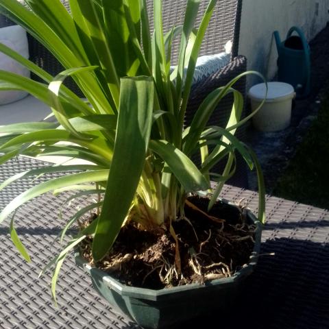 troc de  Plant d'agapanthe, sur mytroc