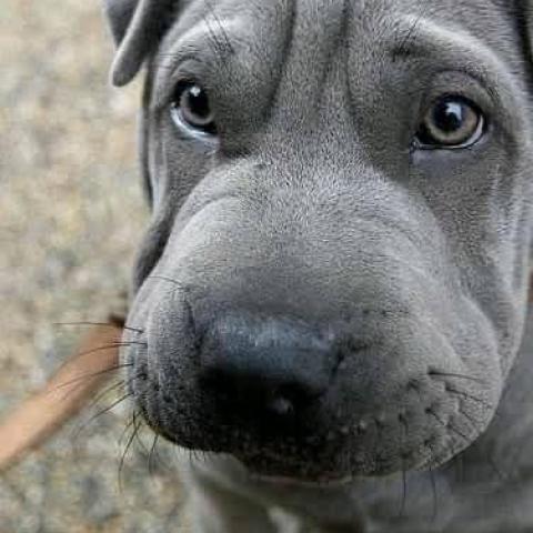 troc de  Lot pour Frédéric ARNESE, sur mytroc