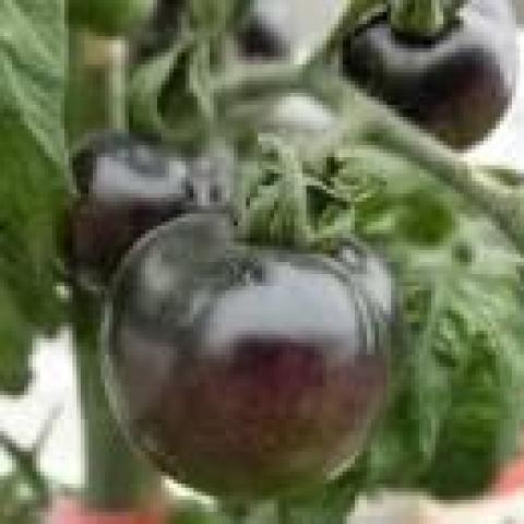 troc de  Graines de tomates noires variété ancienne, sur mytroc