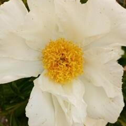 troc de  Bonnes Fetes à vous les trocquers !, sur mytroc