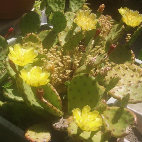troc de  plantes grasses / cactus, sur mytroc