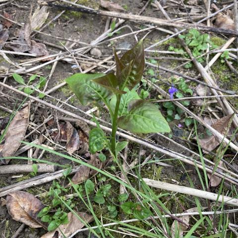 troc de  Bouture de lilas, sur mytroc