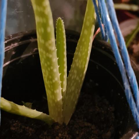troc de  Aloe verra, sur mytroc