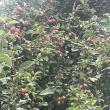 troc de troc prunes sauvage image 1