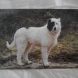 troc de troc carte postale chien de berger noir & blanc image 0