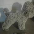 troc de troc peluche chien image 1