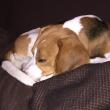 troc de troc cherche gardes régulières chien (beagle) en semaine 91 image 2