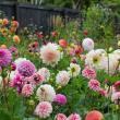 troc de troc je recherche des dahlias image 1