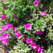 troc de troc plants de ciste rose image 1