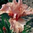 troc de troc recherche jolis iris pour mon jardin image 1