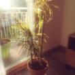 troc de troc echange  dracaena et  beaucarnéa contre yuccas  cactus image 1