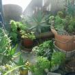 troc de troc plantes succulentes image 1