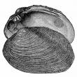 troc de troc recherche coquillages creux image 2