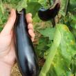 troc de troc n°8 - aubergine italie graines image 0