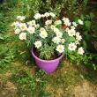 troc de troc plantes image 2
