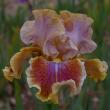 troc de troc recherche jolis iris pour mon jardin image 0