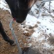 troc de troc fumier / crottins de cheval et d'âne pour le jardin image 2