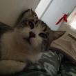 troc de troc cage de transport pour mon chat tigri image 2