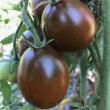 troc de troc tomate prune graines image 0