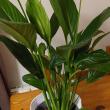 troc de troc plante spathiphyllum image 0