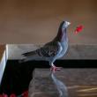 troc de troc ce pigeon se crée un nid de coquelicots en provenance de... image 1