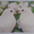 troc de troc reserve ginkgo carte postale amour 2 image 0