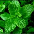 troc de troc menthe séchée bio -- image 0