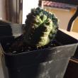 troc de troc cactus image 0