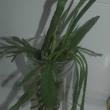 troc de troc boutures plantes grasses (b) image 0
